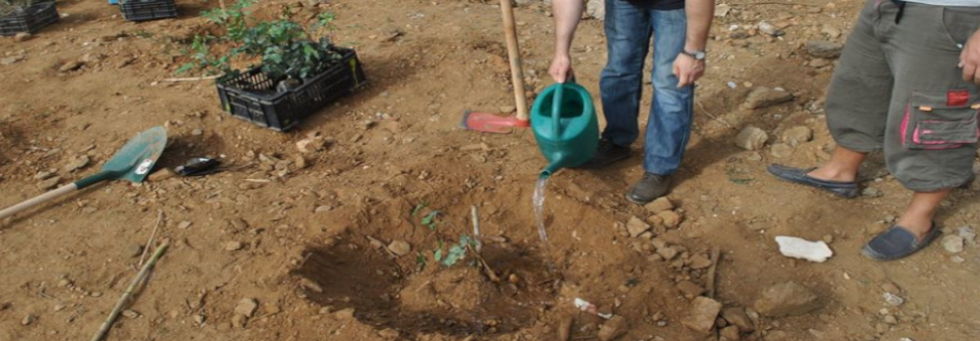 Plantation d'arbres au jardin de la Maison du Développement